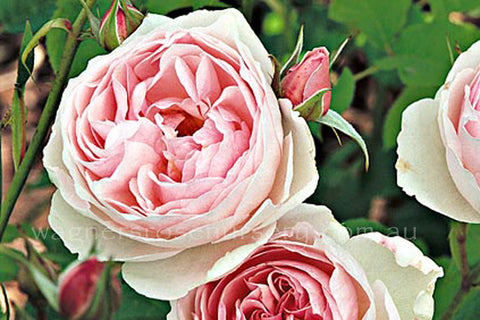 Heritage (Ausblush) - Potted Rose