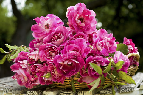 Iceberg Brilliant Pink - Potted Rose