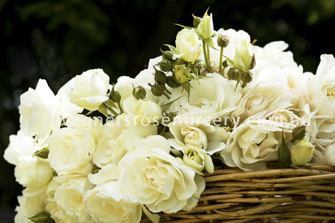 Iceberg - Potted Rose