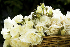 Iceberg - Potted Rose