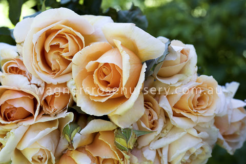 Just Joey - Potted Rose