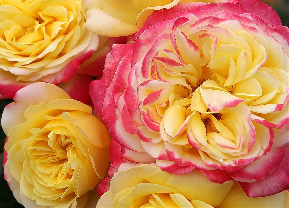 Kordes Collection Kordes Jubilee | Wagner's Rose Nursery