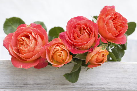 La Jago - Potted Rose