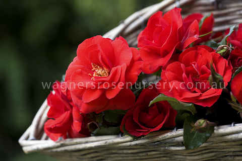 La Sevillana - Potted Rose