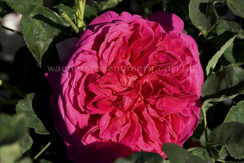 Lady of Megginch (Ausvolume) - Potted Rose