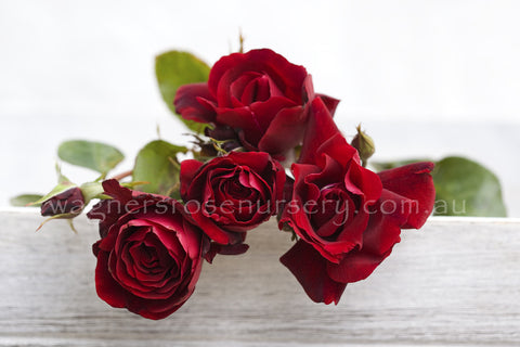Le Rouge et le Noir - Potted Rose