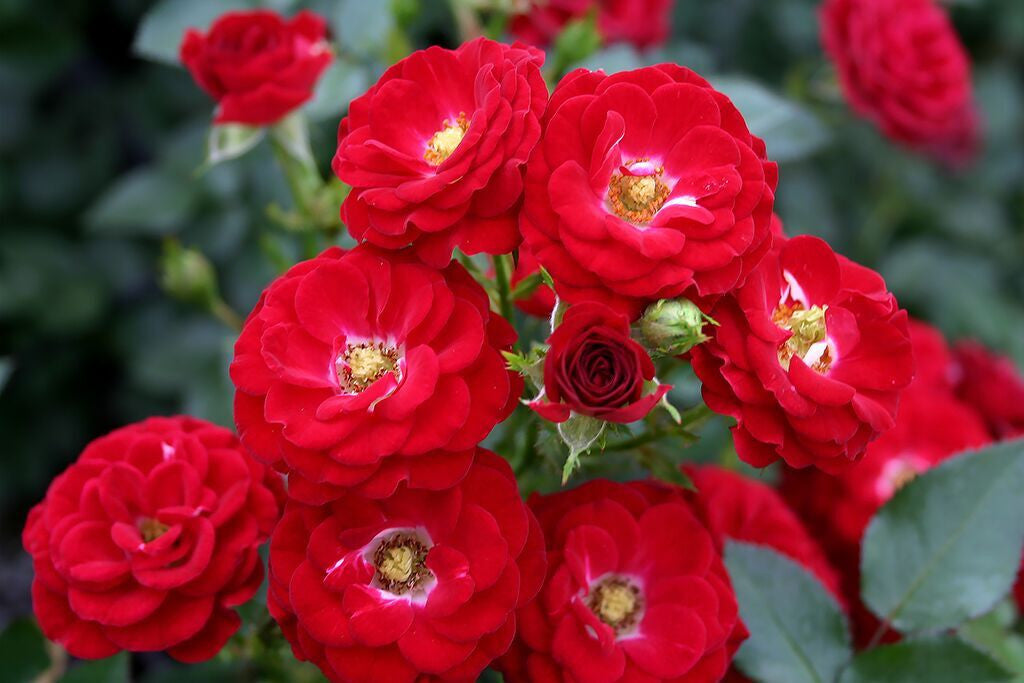 Mandy - Potted Rose