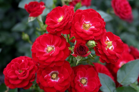 Mandy - Potted Rose