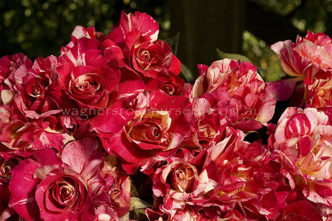 Maurice Utrillo™ - Potted Rose