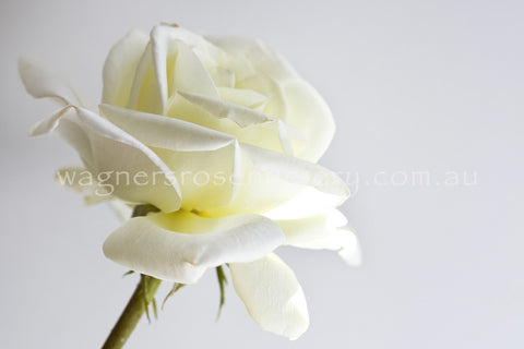 Memoire - Potted Rose