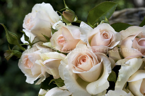 Mother's Love®