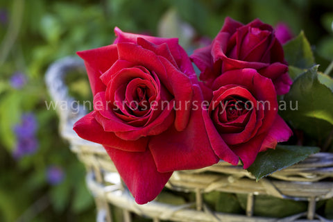 Mr Lincoln - Potted Rose