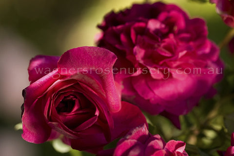 Munstead Wood® (Ausbernard) - Potted Rose