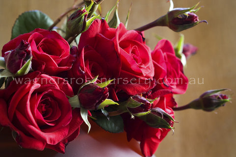 Oklahoma - Potted Rose