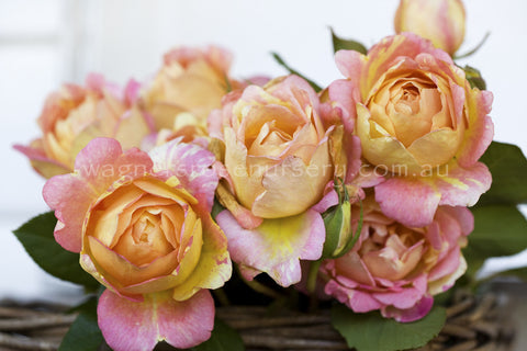 Paul Cezanne™ - Potted Rose