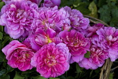 princess-anne