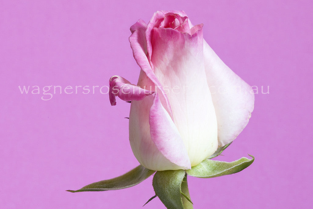 princesse-de-monaco