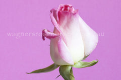 princesse-de-monaco