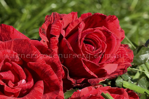 Red Intuition - Potted Rose