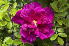 Roseraie De La Hay - Potted Rose