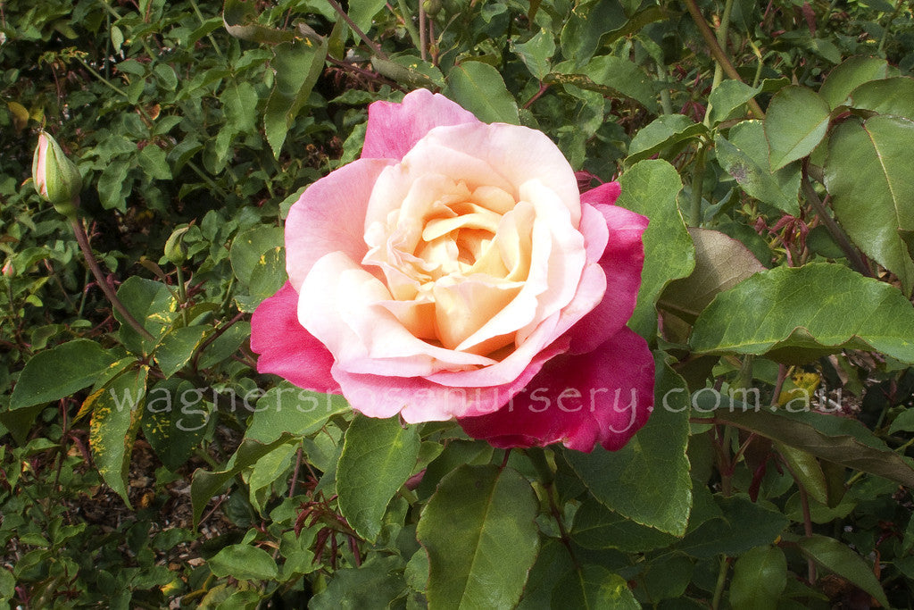 rosette-delizy