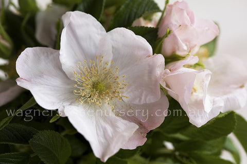 Rugosa Alba - Potted Rose