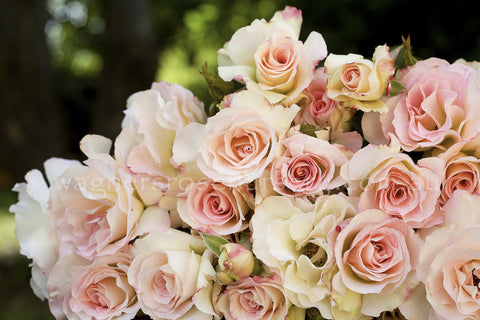 Seduction® - 90cm/3ft standard