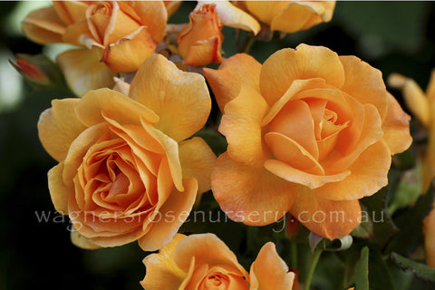 Slim Dusty - Potted Rose