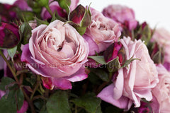 soeur-sister-emmanuelle