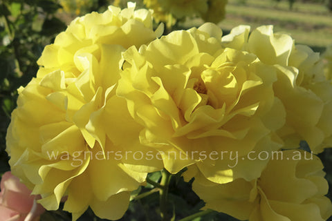 The Golden Child - Potted Rose