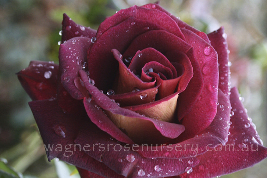 Rose (fleur) — Wikipédia