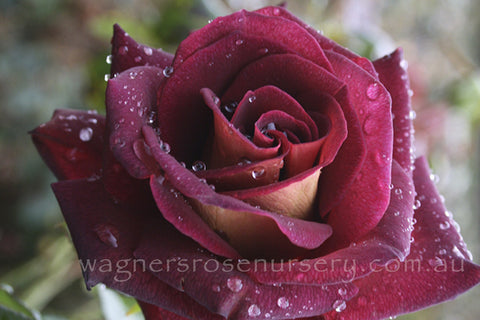 The RSL® Rose