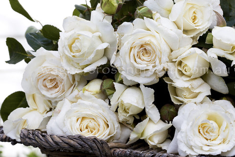 The Wedding Rose - Potted Rose