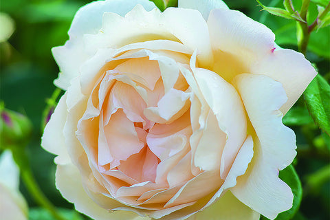 Wollerton Old Hall Clg® (Ausblanket) - Potted Rose