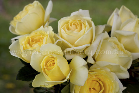 Winter Sun - Potted Rose