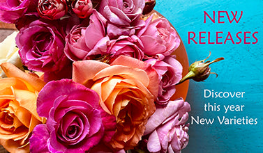 New Releases